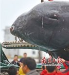 擱淺死亡抹香鯨將制作標(biāo)本 設(shè)專館展出